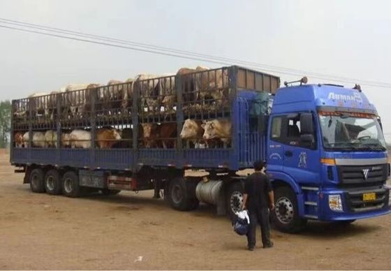 Sale Customized 3 Axles 20-40tons High Fence Semi Trailer for Livestock Farm Animals